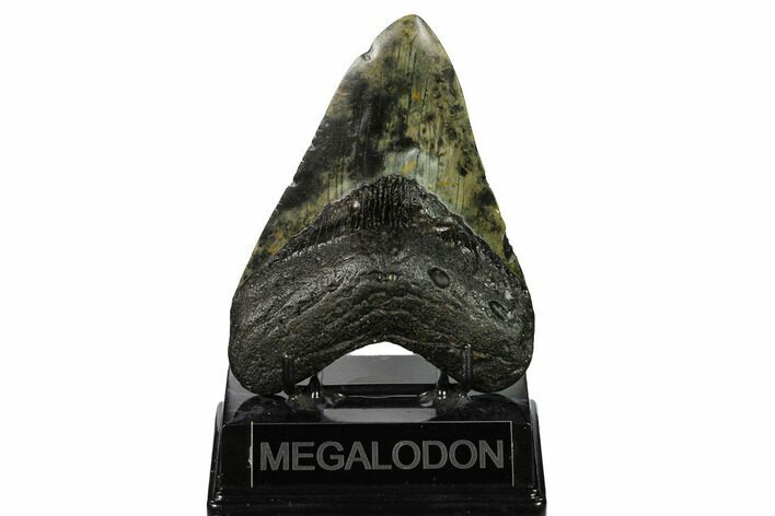 Fossil Megalodon Tooth - North Carolina #146844
